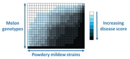 Interaction matrix between melon (Cucumis melo) and powdery mildew (Podosphaera xanthii)