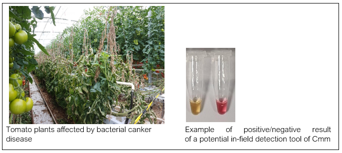designing innovative and field-friendly tools for in situ detection of pathogens to be used as part of integrated pest management strategies.