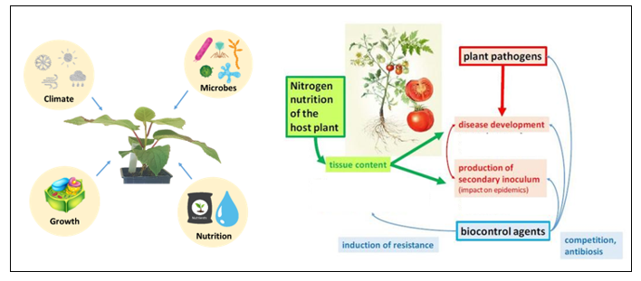 Illustration of the multiplicity of biotic and abiotic factors that can affect the severity of plant diseases