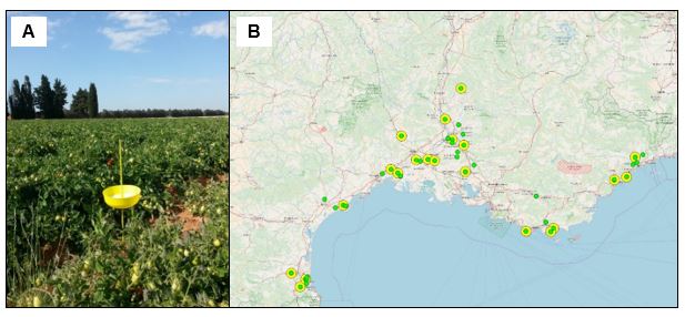 Yellow pan trap used to monitor winged insects in sites without electrical power. (A) In situ in a tomato crop (Photo credit: Alexandra Schoeny, INRAE) (B) They are easy to deploy over a large geographic area (for example along the mediterranean basin in the EMERAMB project