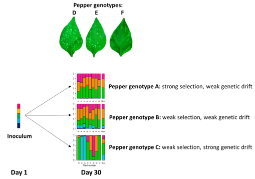 Contrasting effects of genetic drift within a virus population (potato virus Y: PVY) when infecting three pepper varieties
