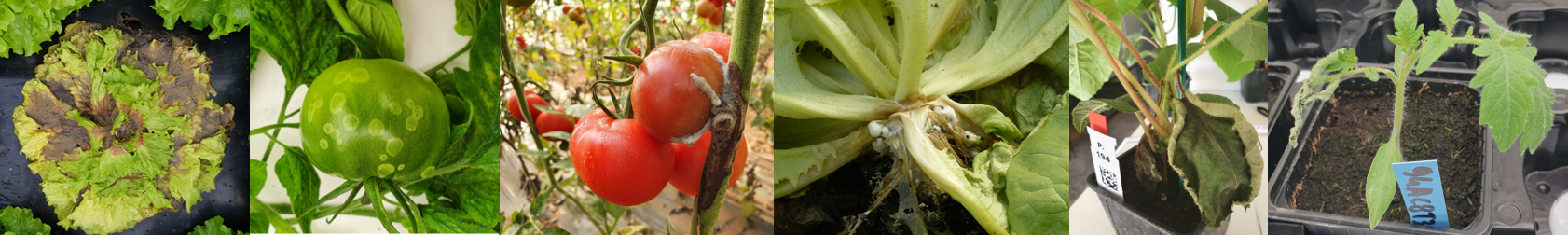 Pathosystems studied by the MISTRAL team (from left to right): Botrytis cinerea on lettuce and tomato (spots on fruit and attack on stem); Sclerotinia sclerotiorum on lettuce; Pseudomonas syringae on kiwi; Clavibacter michiganensis subsp. michiganensis on tomato