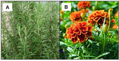 Aromatic plants repellent towards aphids : (A) rosemary (Rosmarinus officinalis), (B) French marigold (Tagetes patula nana)