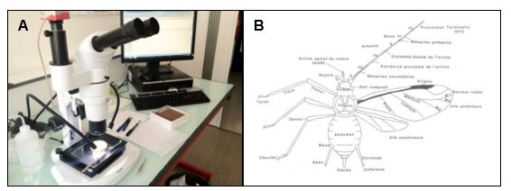 Taxonomic identification of aphids (A) under stereomicroscope, (B) based on morphological characteristics using several dichotomous keys