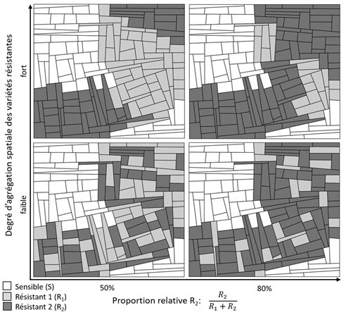 Examples of simulated landscapes allocated with a 3-cultivar mosaic. An algorithm controls the relative proportion and degree of spatial aggregation of the different cultivars.