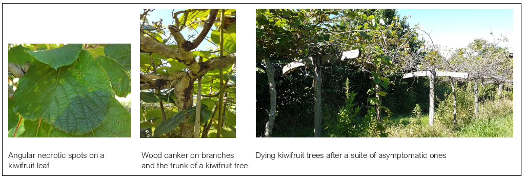 Bacterial canker, caused by several strains from the Pseudomonas syringae complex on kiwifruit