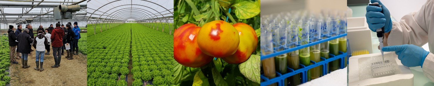 Diagnosis of crop diseases from the field to the laboratory