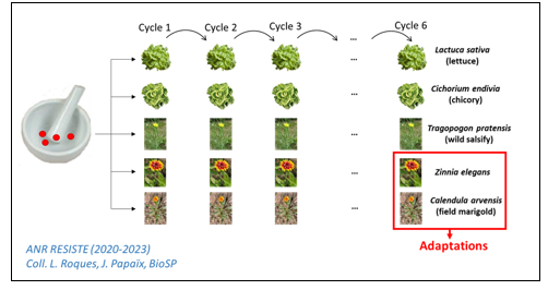 Illustration of an experimental evolution protocol for endive necrotic mosaic virus