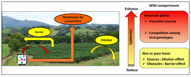 Hypotheses on the role of the wild compartment in epidemic dynamics