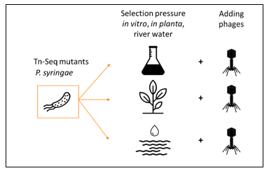 Illustration of the experimental scheme associated with the comparison of bacterial mutant libraries generated by the Tn-seq method with different selection pressures (in vitro, plants, water with or without phages)