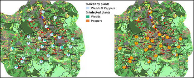 Illustration of the sampling plan for peppers and weeds from plot to production basin. Corine Land Cover 2018 map base
