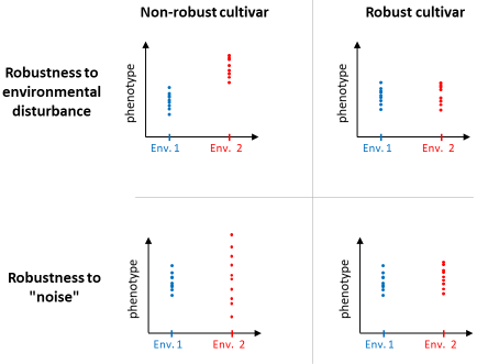 Two types of phenotypic robustness. Behavior of varieties with a more or less robust phenotype in two contrasting environments, Env. 1 and Env. 2 (fictitious data). Each point corresponds to an individual of the variety considered.