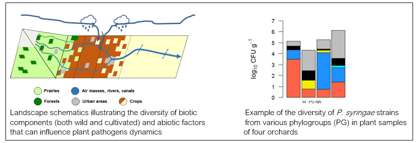 analyzing the structure and diversity of plant micro-organism populations in various substrates and contexts (e.g. plant samples in orchards, water that supports microbial dissemination in a river basin)