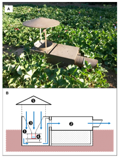 Suction trap used to monitor winged insects in sites with electrical power (A) In situ in a melon crop (Photo credit: Alexandra Schoeny, INRAE) (B) Schematical representation of the suction trap adapted from Pascal et al. 2013 showing its functioning principle and its different parts: (1) vacuum chamber, (2) air extractor, (3) insect collector, (4) collecting pot, (5) chimney rain hat.