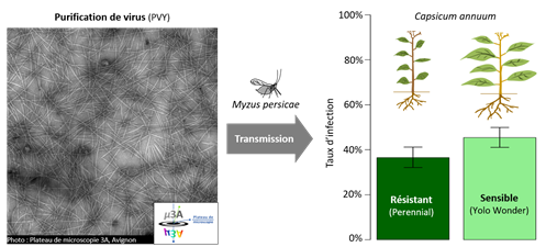 Our first results show that the aphid-mediated PVY infection rate (step 1) is slightly lower in a resistant accession (Perennial) than in a susceptible accession (Yolo Wonder). Nevertheless, this difference is too small to explain why Perennial is so resistant in the field; this accession must certainly affect other steps of the viral infectious cycle.