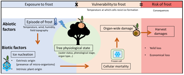 Illustration of the interactions involved in the risk of organ freezing in fruit trees