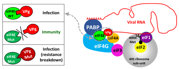 The eukaryotic translation initiation protein complex and its role in virus resistance