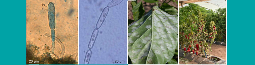 Massire, A., Cussonneau, F., Elbelt, S., Constant, C., Bardin, M., Moury, B., Lefebvre, V. (2025) Powdery mildew caused by Leveillula taurica (Synonym: Phyllactinia taurica): A global challenge for pepper production. Molecular Plant Pathology, 26, e70128. https://doi.org/10.1111/mpp.70128