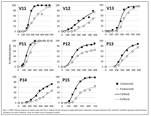 This axis of research focuses on the major gene Vat, which confers resistance to colonization by Aphis gossypii and resistance to viruses transmitted by these aphids. In the field, this results in a significant reduction in outbreaks of CABYV, a virus transmitted mainly by Aphis gossypii in the persistent mode, but ineffectiveness on outbreaks of WMV, a virus transmitted by other aphid species in the non-persistent mode