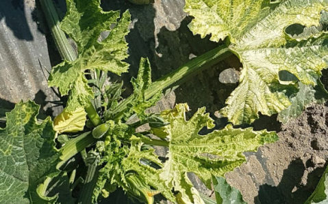 Courgette plant showing yellowing symptoms found to be infected with Pepo aphid-borne yellows virus and Tomato leaf curl New Delhi virus