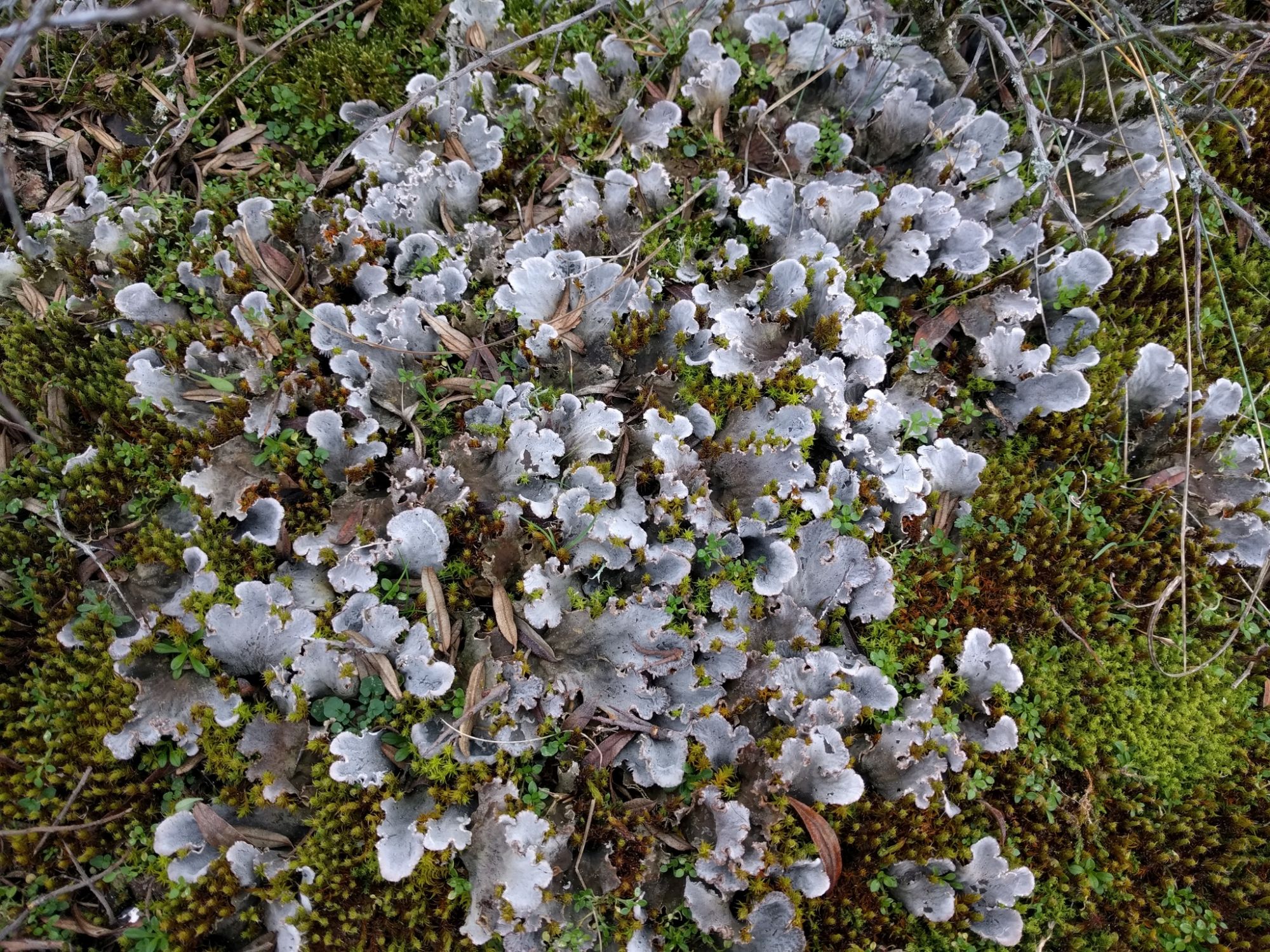 Peltigera lichens