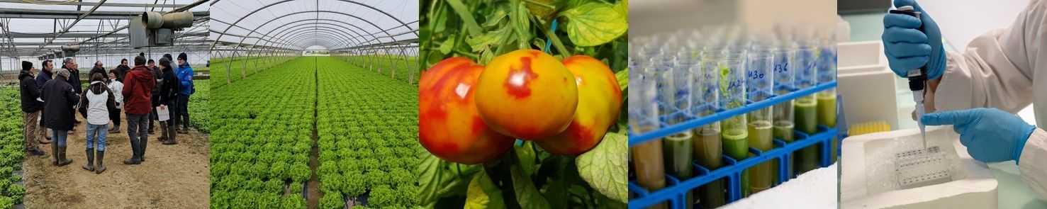 Diagnosis of crop diseases from the field to the laboratory