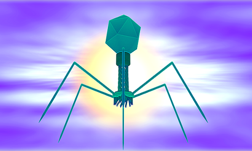 Phage