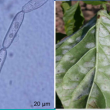 Massire, A., Cussonneau, F., Elbelt, S., Constant, C., Bardin, M., Moury, B., Lefebvre, V. (2025) Powdery mildew caused by Leveillula taurica (Synonym: Phyllactinia taurica): A global challenge for pepper production. Molecular Plant Pathology, 26, e70128. https://doi.org/10.1111/mpp.70128