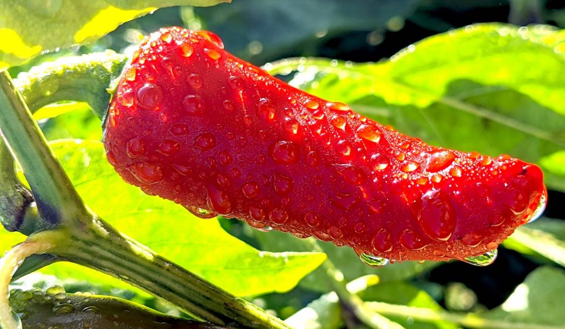 Gorria pepper under the morning dew in Espelette. The culture of this hot pepper emblematic of the Basque Country has been threatened in recent years by severe epidemics of cucumber mosaic virus (CMV)