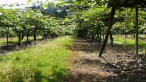 Ground cover in between tree rows in a kiwifruit orchard