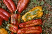 Sustainable management of crop plant immunity to pathogens, particularly viruses